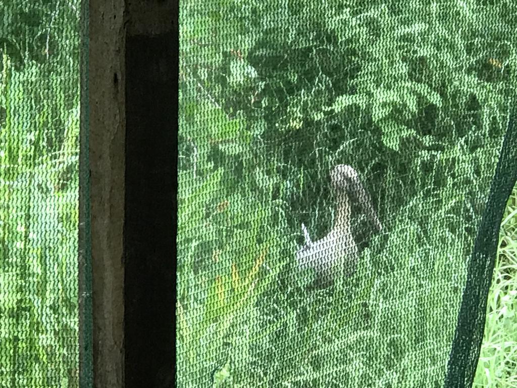 Mount Nature Villa Hikkaduwa Cameră foto