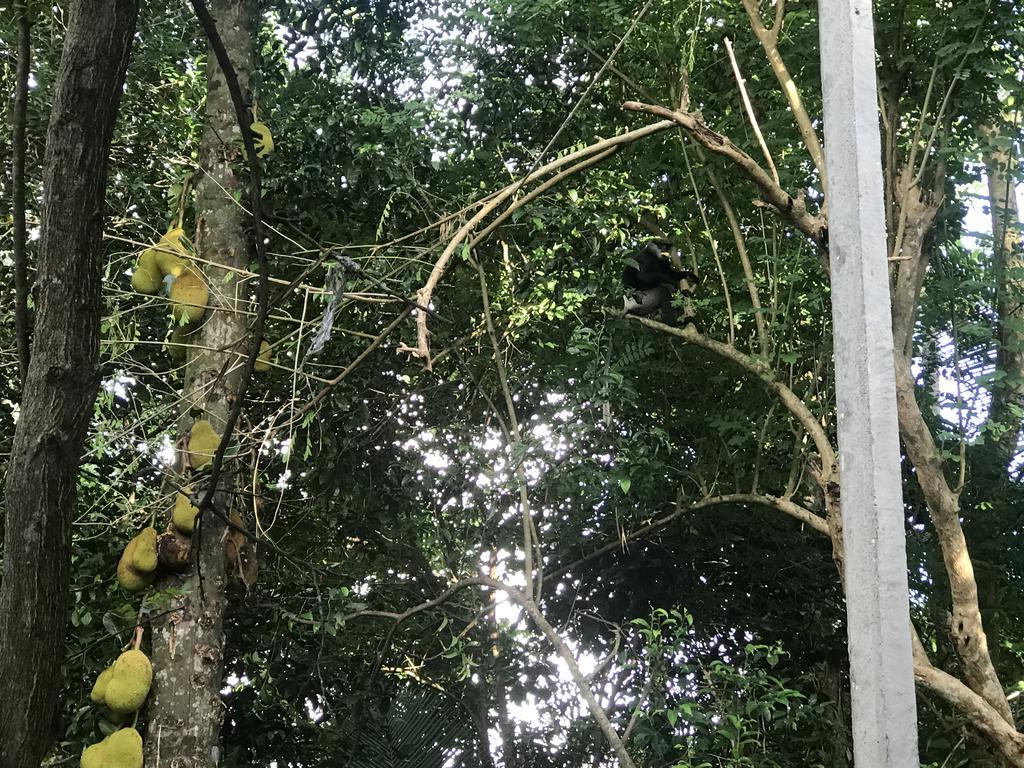 Mount Nature Villa Hikkaduwa Cameră foto